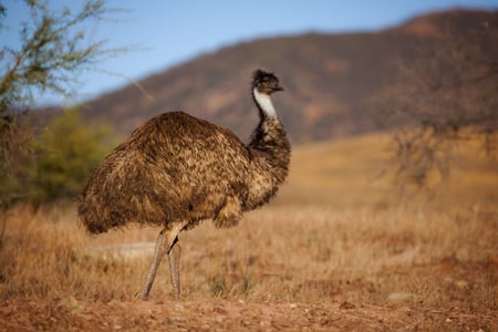 Emu i Flinders Ranges National Park