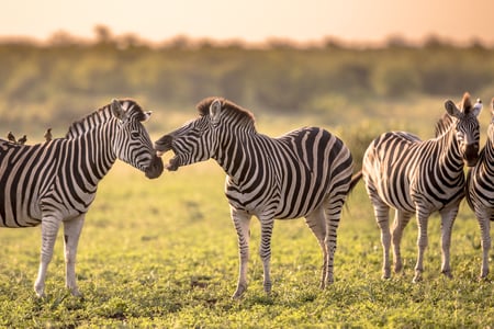 Oplev alt fra zebraer til løver, næsehorn og bøfler på safari