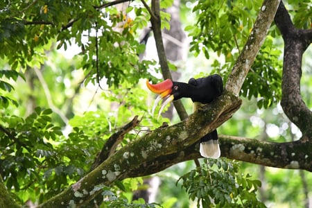 Næsehornsfugl i Taman Negara