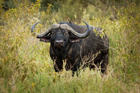 Möte med en mäktig buffel i vildmarken