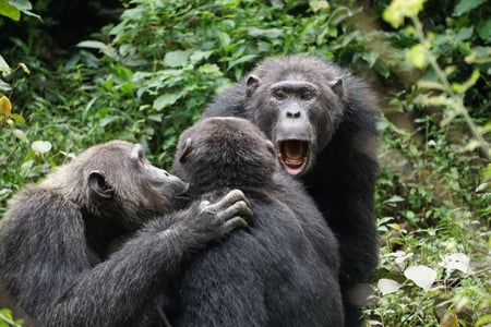 Gorillas in Uganda