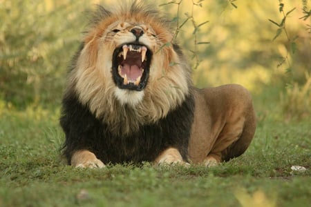 Lion