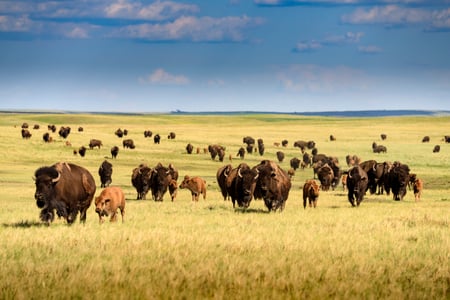 Custer State Park, Black Hills, South Dakota, USA