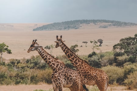 Giraffes in Kenya