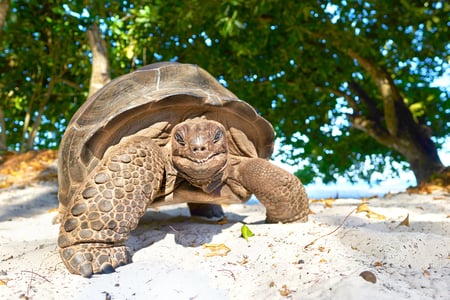 Kom helt tæt på kæmpe skildpadder