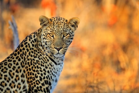 Leopard i Hwange National Park i Zimbabwe