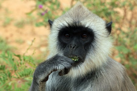 Grå langur spanar i Yala nationalpark