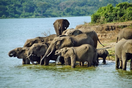 Elefanthjord i Queen Elizabeth Nationalpark.