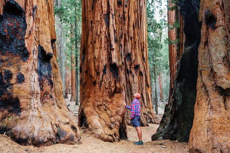En besökare vid foten av de mäktiga sequoiaträden i Giant Forest