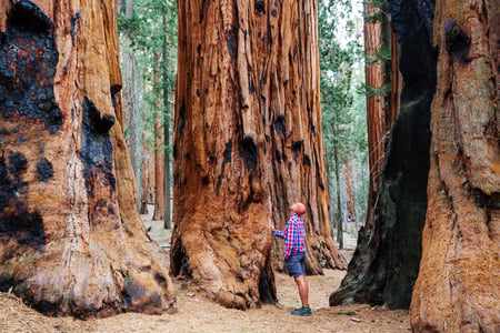 En besökare vid foten av de mäktiga sequoiaträden i Giant Forest