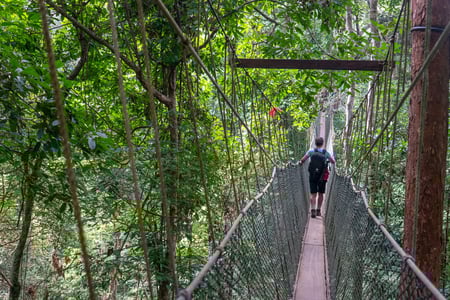 Gå på hængebro i Taman Negaras tætte regnskov