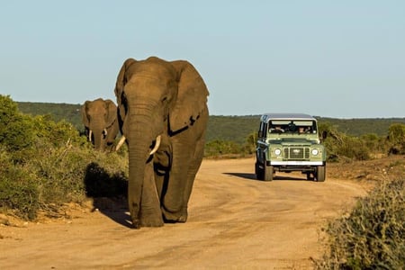 Safari with elephant