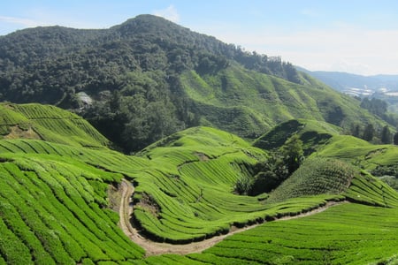Tea plantations in Cameron Highlands