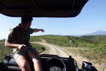 You'll likely spot giraffes on your safari