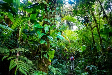 Vandring i Monteverde