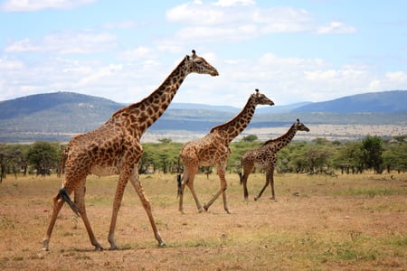Der er også mange giraffer i Masai Mara