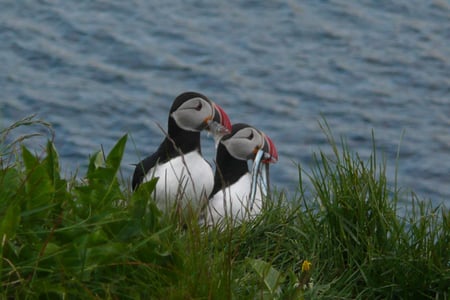 Puffins