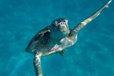 Oplev havskildpadder ved Redang