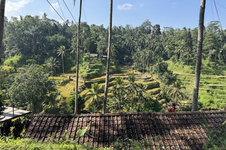 Magnað útsýni yfir hrísgrjónaakra Ubud