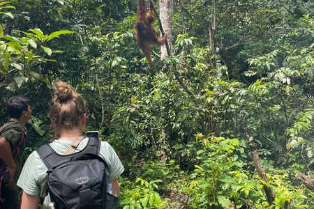 Jugnle treks and cute encounters on Sumatra