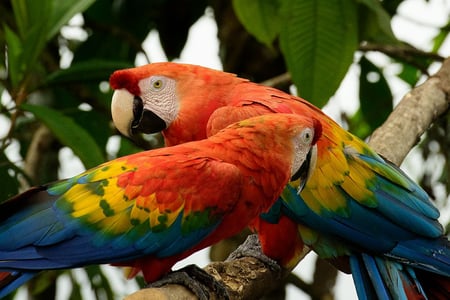 Upplev Amazonas i Ecuador.