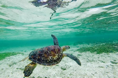 Spot sea turtles around the islands
