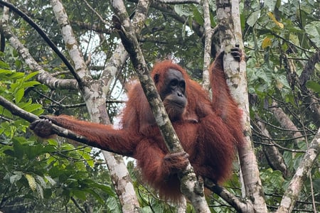 Drengene spotter orangutanger på deres jungle-trek