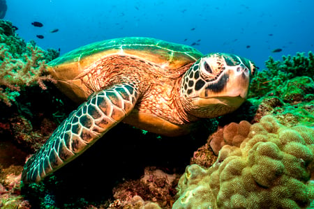 Havskildpadde ved Balicasag Island