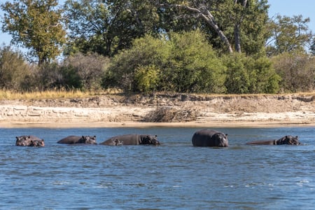 Hippos in the water in Zimbabwe