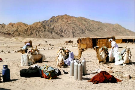 Meet camels in the desert