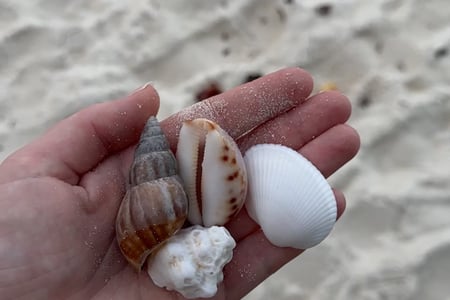 Shells on the beach