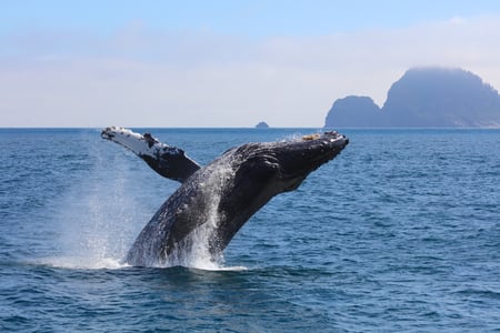 Kenai Fjords national Park, Alaska, USA