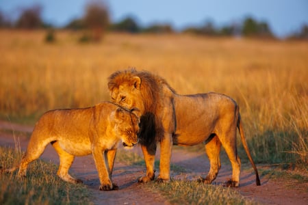 Spot løver og store rovdyr i Masai Mara