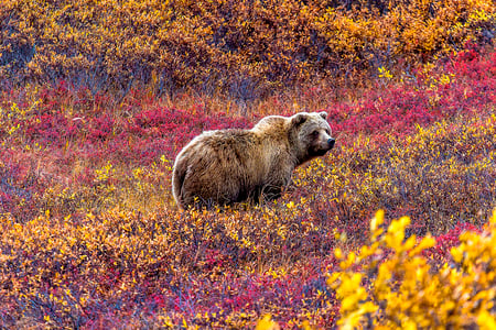 Denali National Park, Alaska
