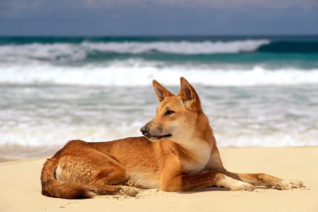 Dingo på Fraser Island