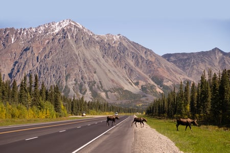 Elge på landevej i Alaska, USA