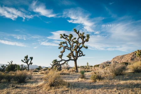 Detour through Joshua Tree National Park