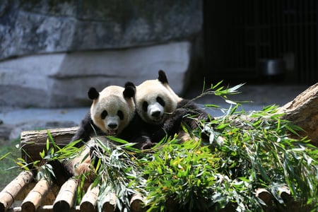 Chengdu's Research Base of Giant Panda Breeding
