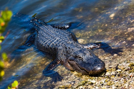 Crocodile in Florida