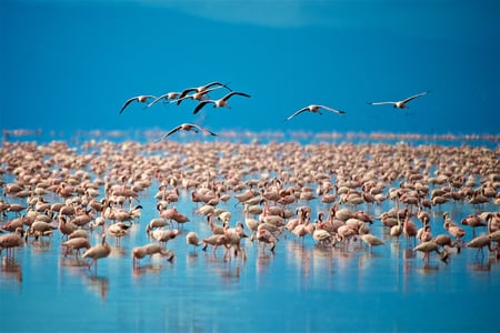 Lake Manyara with birds