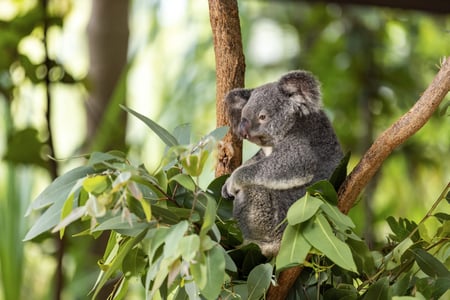 Koala på Magnetic Island