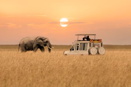 Elephant and safari jeep in savanna