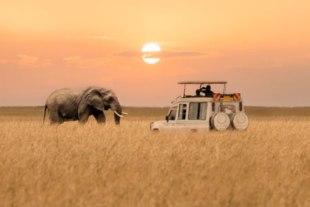 Elephant and safari jeep in savanna