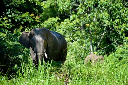 Elefant ved Borneo Rainforest Lodge