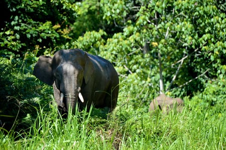 Elefant ved Borneo Rainforest Lodge
