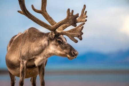 Rensdyr på Svalbard