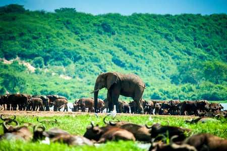 Elefanter i Queen Elizabeth National Park