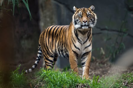 Tiger på Sumatra