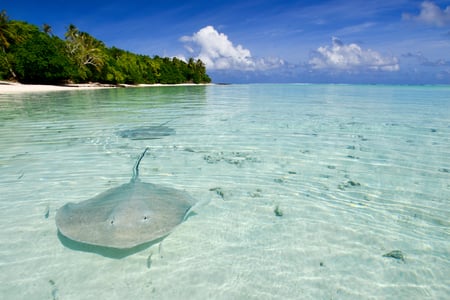 Stingrays i lagun på Tahiti