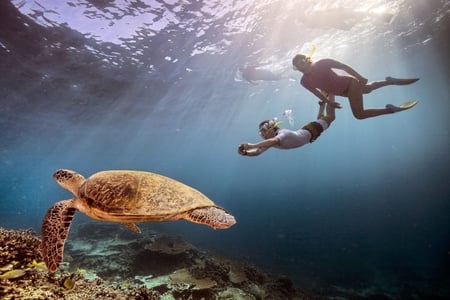 Havskildpadde i Great Barrier Reef